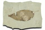 Detailed Fossil Leaf (Allophylus) - Insect Predation! #356125-1